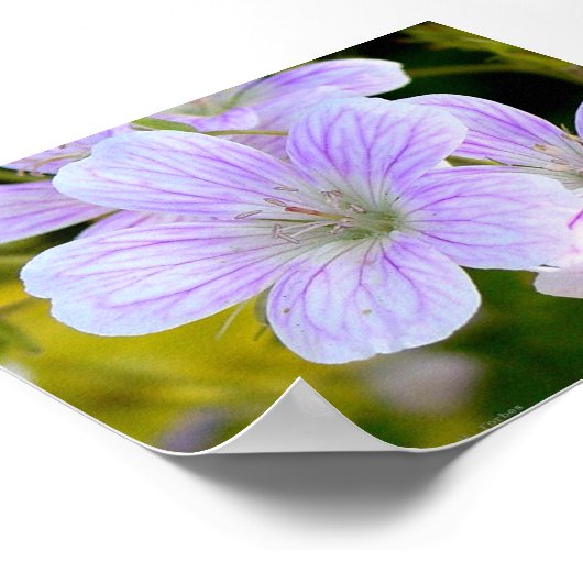 Geranium Poster (Hoek)