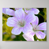Geranium Poster (Voorkant)