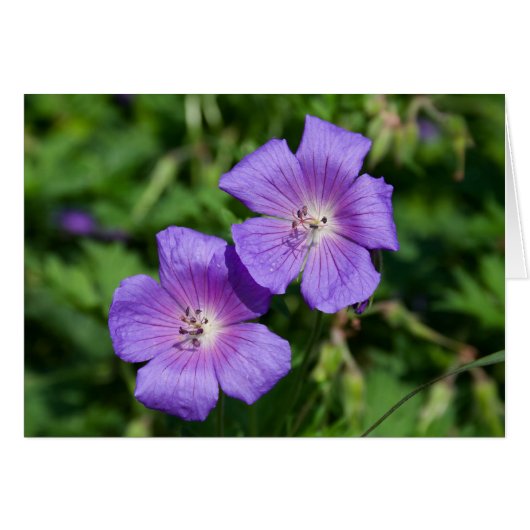 Geranium pratense (Voorkant Horizontaal)