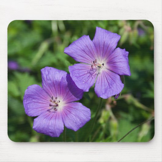 Geranium pratense muismat (Voorkant)