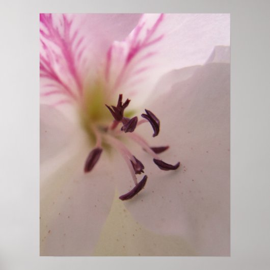 Geranium Print (Voorkant)