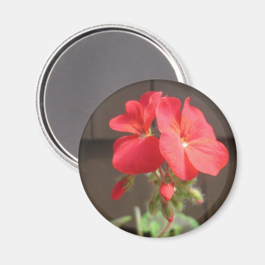Geranium Red Magneet (Voorkant / Achterkant)