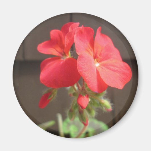 Geranium Red Magneet (Voorkant)