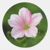 Geranium Ronde Sticker (Voorkant)