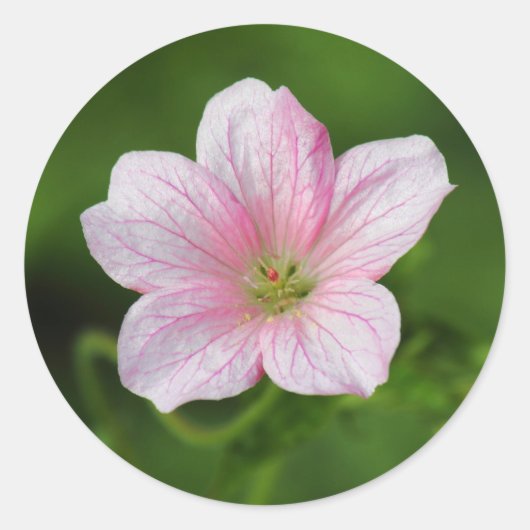 Geranium Ronde Sticker (Voorkant)