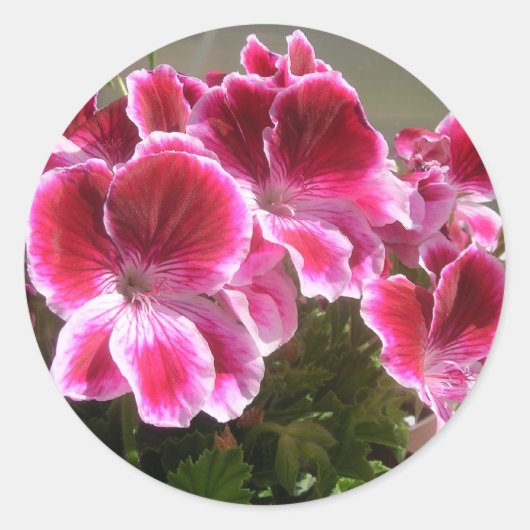Geranium stickers (Voorkant)