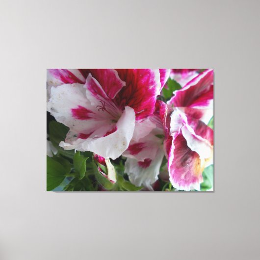 Geranium Stretched Canvas Print (Voorkant)