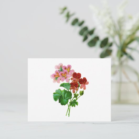 Geranium Variete van Pierre Joseph Redoute Briefkaart (Staand voorkant)