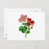 Geranium Variete van Pierre Joseph Redoute Briefkaart (Voorkant / Achterkant)