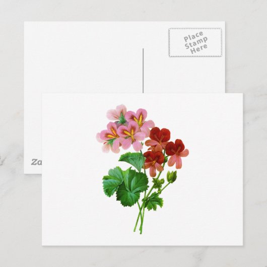 Geranium Variete van Pierre Joseph Redoute Briefkaart (Voorkant / Achterkant)