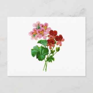 Geranium Variete van Pierre Joseph Redoute Briefkaart
