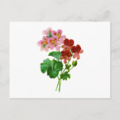 Geranium Variete van Pierre Joseph Redoute Briefkaart (Voorkant)