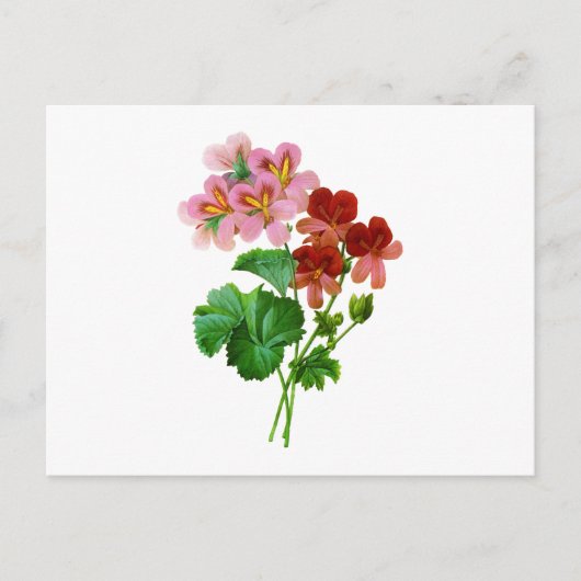 Geranium Variete van Pierre Joseph Redoute Briefkaart (Voorkant)