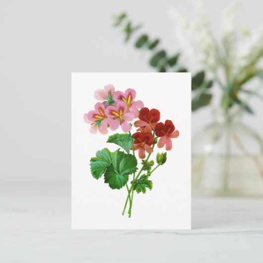 Geranium Variete van Pierre Joseph Redoute Briefkaart (Staand voorkant)