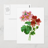 Geranium Variete van Pierre Joseph Redoute Briefkaart (Voorkant / Achterkant)