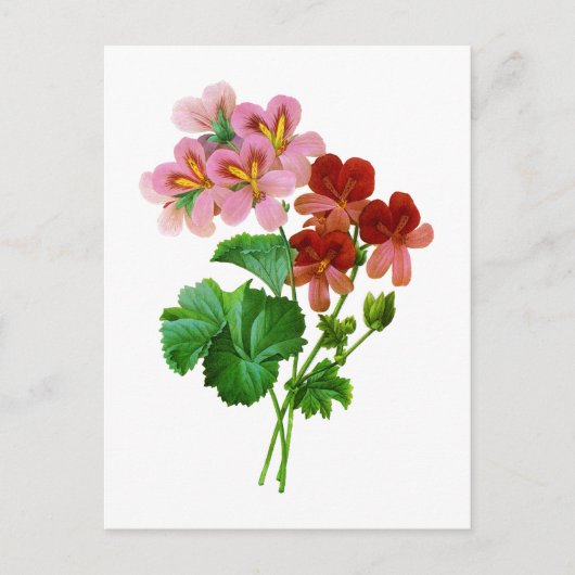 Geranium Variete van Pierre Joseph Redoute Briefkaart (Voorkant)