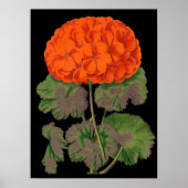  Geranium - vet floraal Poster (Voorkant)