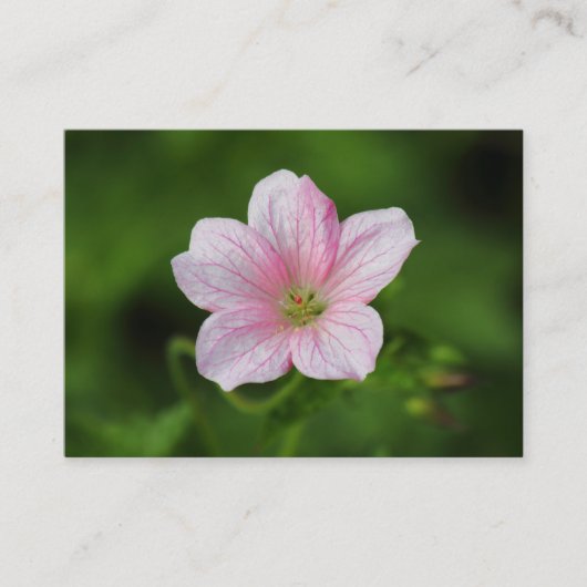 Geranium Visitekaartje (Voorkant)