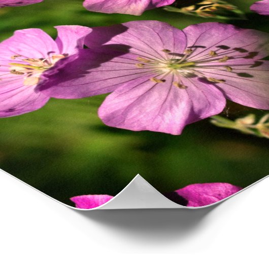 Geraniumbloemen vermenigvuldigd Abstract Poster (Hoek)