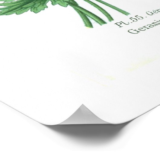 Geraniumplatypetalum Poster (Hoek)