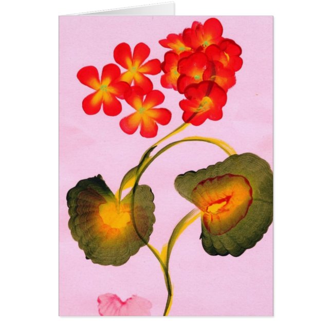 GERANIUMS (Voorkant)