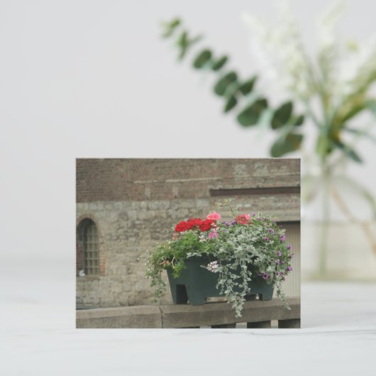 Geraniums Briefkaart (Staand voorkant)