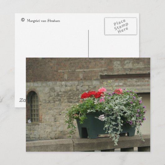 Geraniums Briefkaart (Voorkant / Achterkant)