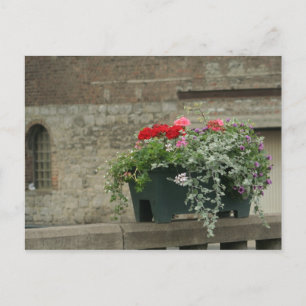 Geraniums Briefkaart