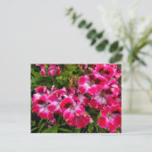 Geraniums Briefkaart (Staand voorkant)