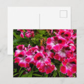 Geraniums Briefkaart (Voorkant / Achterkant)