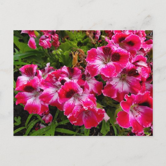 Geraniums Briefkaart (Voorkant)