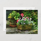 Geraniums en Lavender Flowers op Stone Steps Briefkaart (Voorkant / Achterkant)