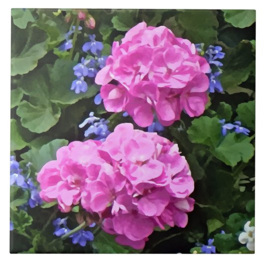 Geraniums en Periwinkle Tegeltje (Voorkant)