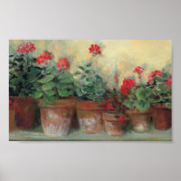 Geraniums in Pots
