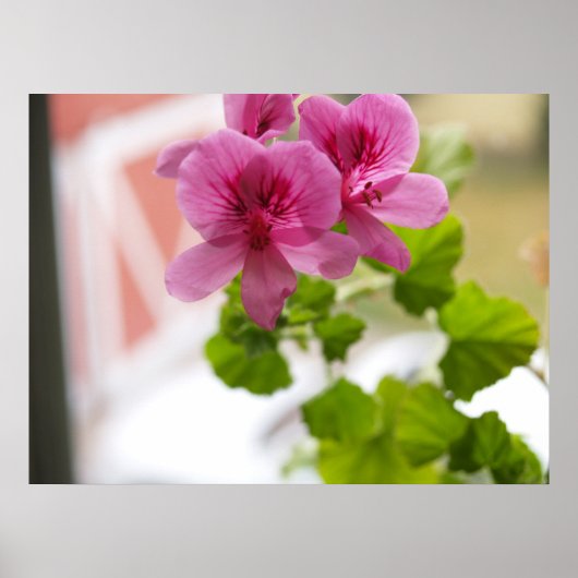 Geraniums Poster (Voorkant)