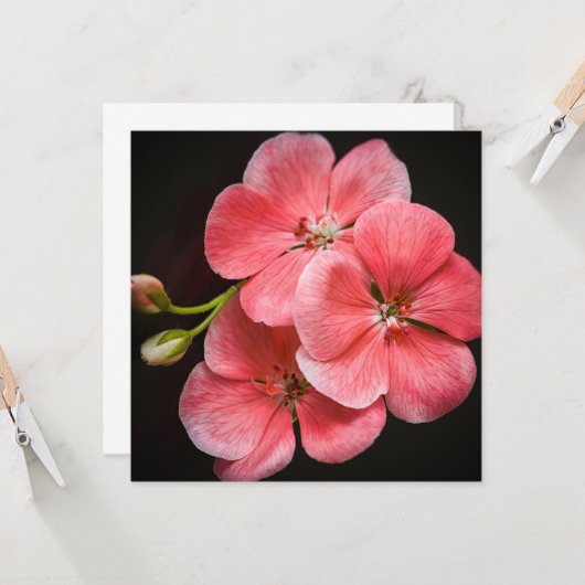 Geraniumventiel Kaart (Voorkant / Achterkant in situ)