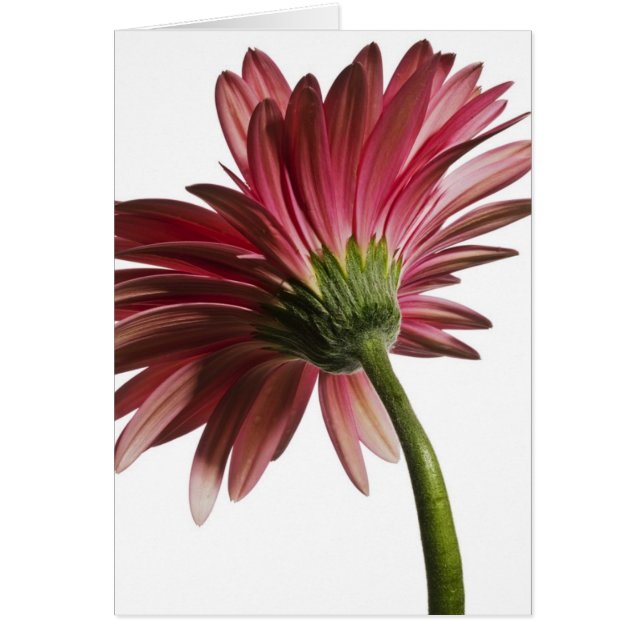 Gerber #3 (Voorkant)