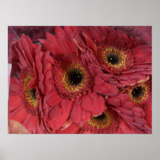 Gerber Daisies Poster
