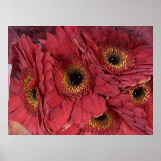 Gerber Daisies Poster (Voorkant)