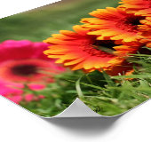 Gerber Daisies Poster (Hoek)