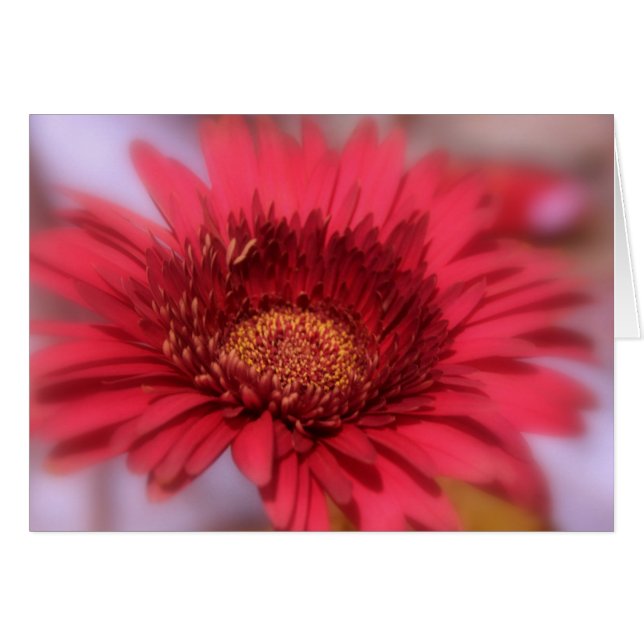 Gerber Daisy (Voorkant Horizontaal)