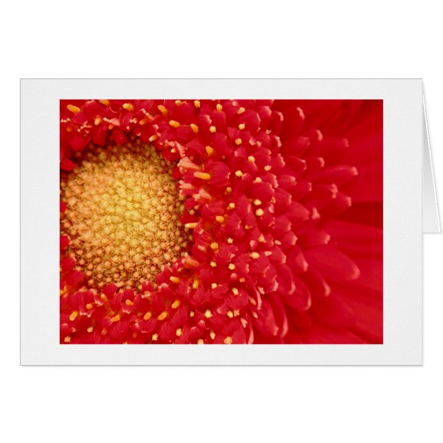 Gerber Daisy (Voorkant Horizontaal)