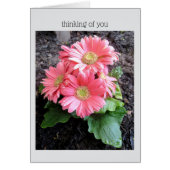 Gerber Daisy (Voorkant)