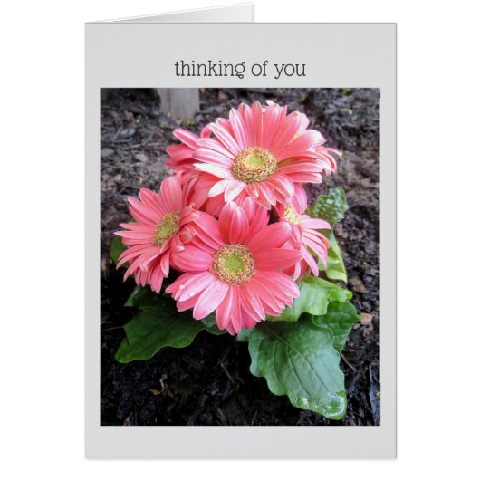 Gerber Daisy (Voorkant)