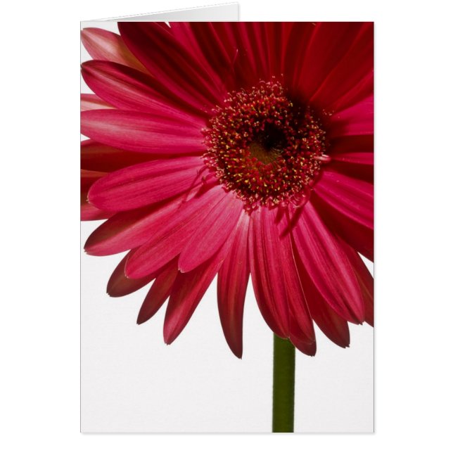 Gerber Daisy 6 (Voorkant)