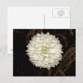 Gerber Daisy Briefkaart (Voorkant / Achterkant)
