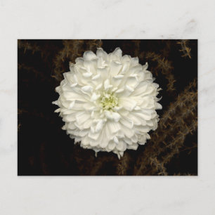 Gerber Daisy Briefkaart