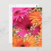 Gerber Daisy Briefkaart (Voorkant / Achterkant)