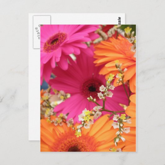 Gerber Daisy Briefkaart (Voorkant / Achterkant)