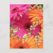 Gerber Daisy Briefkaart (Voorkant)